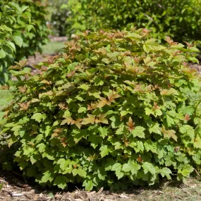 #1 viburnum dwarf european