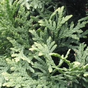 #15 arborvitae pyramidal