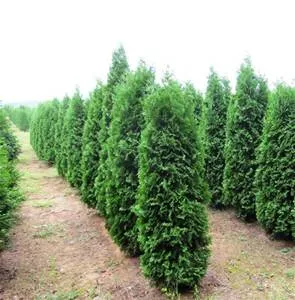 #15 arborvitae pyramidal