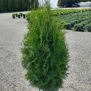 #5 3' arborvitae pyramidal